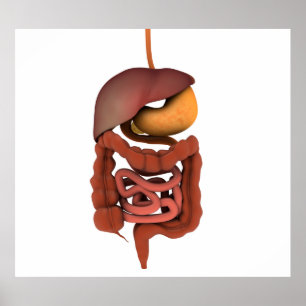 Conceptual Image of Human Digestive System 2 Poster