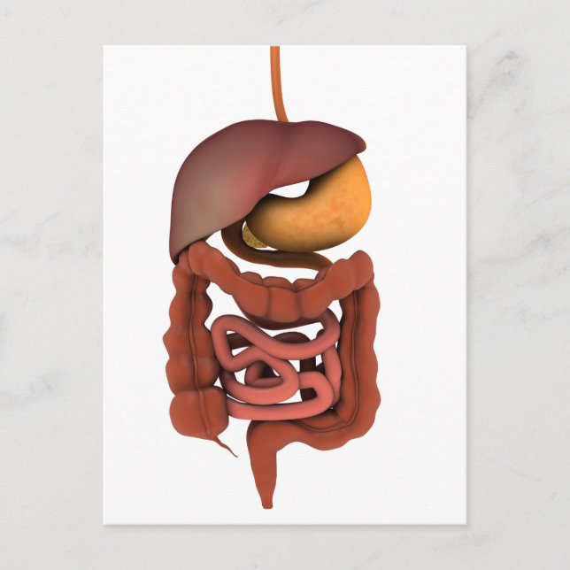Conceptual Image of Human Digestive System 2 Postkarte (Vorderseite)