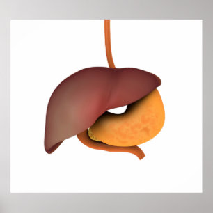 Conceptual Image of Human Digestive System 3 Poster