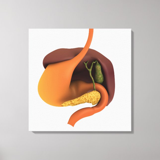 Conceptual Image of Human Digestive System 4 Leinwanddruck (Vorderseite)
