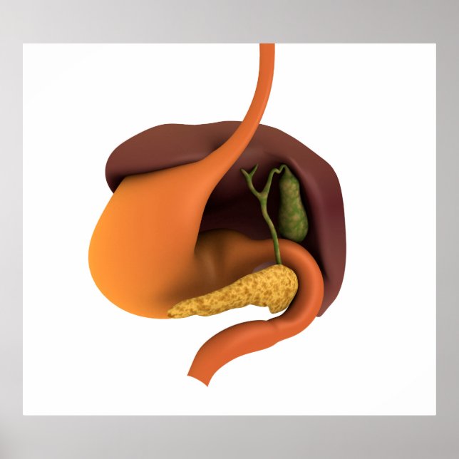 Conceptual Image of Human Digestive System 4 Poster (Vorne)