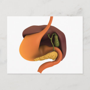 Conceptual Image of Human Digestive System 4 Postkarte