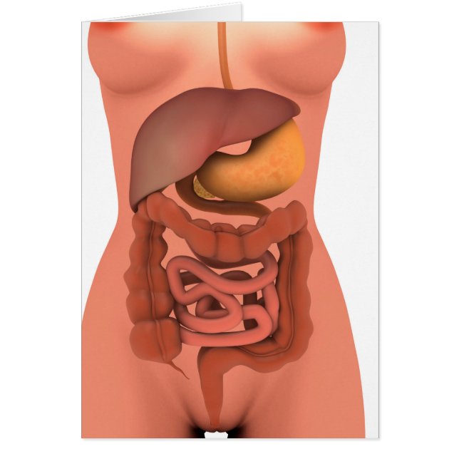 Conceptual Image of Human Digestive System 5 (Vorne)