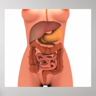 Conceptual Image of Human Digestive System 5 Poster