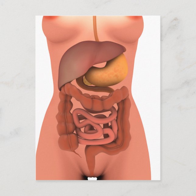 Conceptual Image of Human Digestive System 5 Postkarte (Vorderseite)