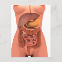 Conceptual Image of Human Digestive System 5