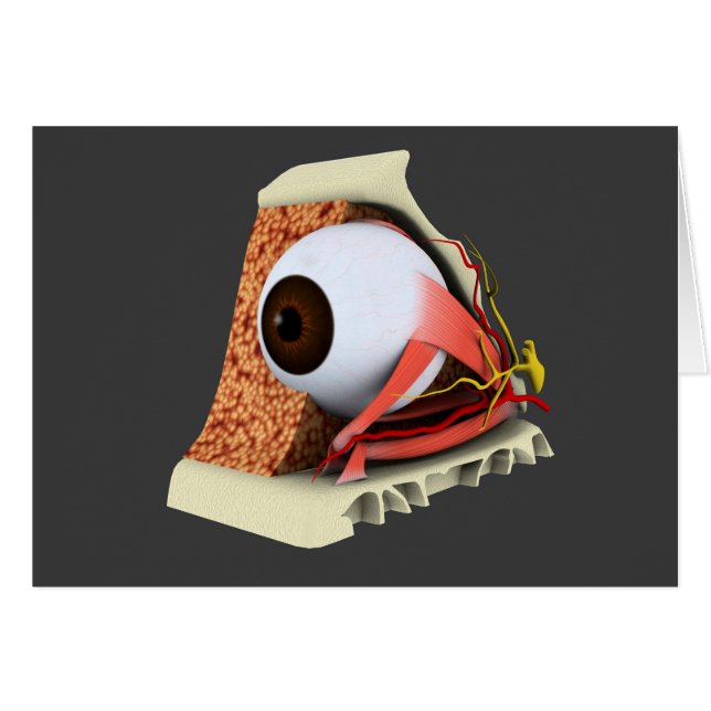 Conceptual Image of Human Eye Anatomy 1 (Vorderseite (Horizontal))