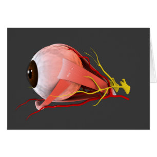 Conceptual Image of Human Eye Anatomy 2