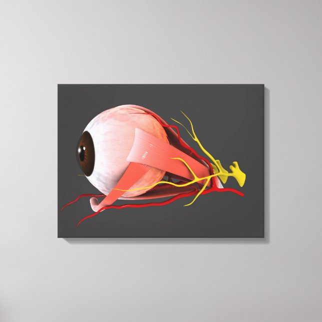 Conceptual Image of Human Eye Anatomy 2 Leinwanddruck (Vorderseite)
