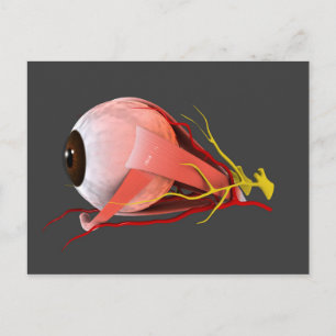 Conceptual Image of Human Eye Anatomy 2 Postkarte