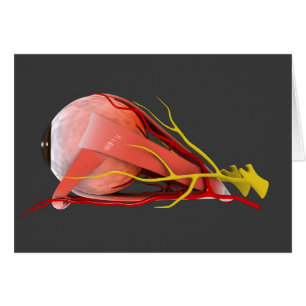 Conceptual Image of Human Eye Anatomy 4