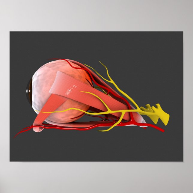 Conceptual Image of Human Eye Anatomy 4 Poster (Vorne)