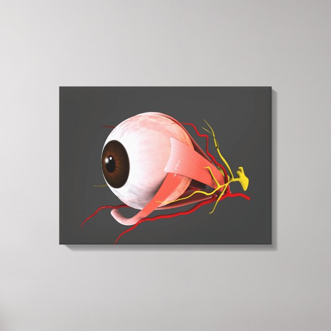Conceptual Image of Human Eye Anatomy 5 Leinwanddruck (Vorderseite)