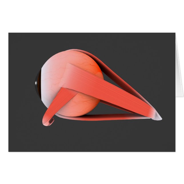 Conceptual Image of Human Eye Anatomy 7 (Vorderseite (Horizontal))