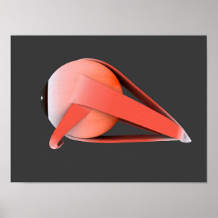 Conceptual Image of Human Eye Anatomy 7 Poster