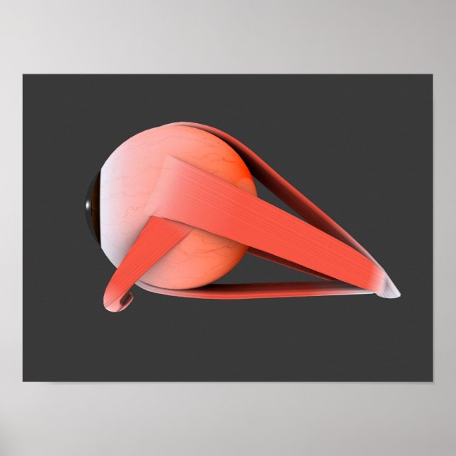 Conceptual Image of Human Eye Anatomy 7 Poster (Vorne)