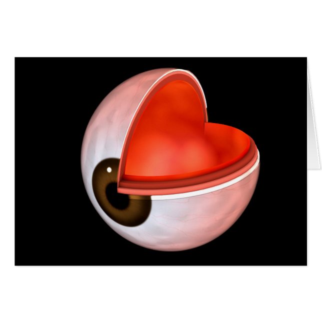 Conceptual Image of Human Eye Anatomy 8 (Vorderseite (Horizontal))