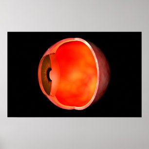Conceptual Image of human Eye Cross Abschnitt 2 Poster