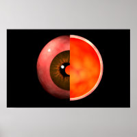 Conceptual Image of human Eye Cross Section 3