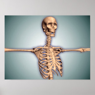 Conceptual Image of Human Rib Cage and Spinal Poster