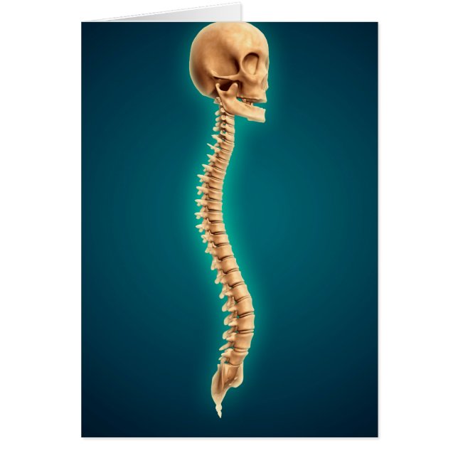 Conceptual Image of Human Skull & Spinal Cord 1 (Vorne)