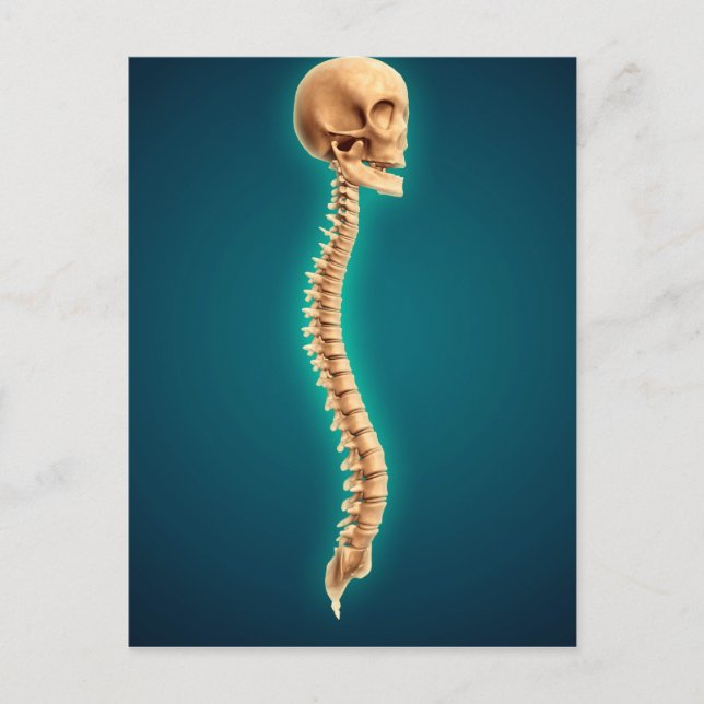 Conceptual Image of Human Skull & Spinal Cord 1 Postkarte (Vorderseite)