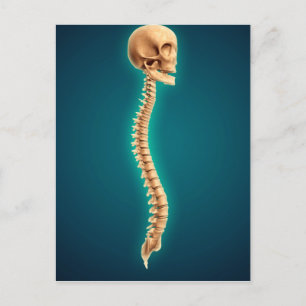 Conceptual Image of Human Skull & Spinal Cord 1 Postkarte