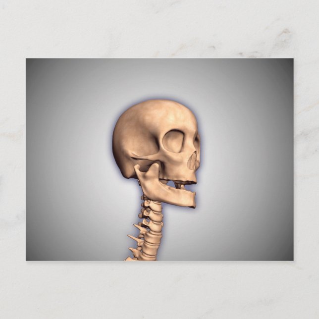 Conceptual Image of Human Skull & Spinal Cord 2 Postkarte (Vorderseite)