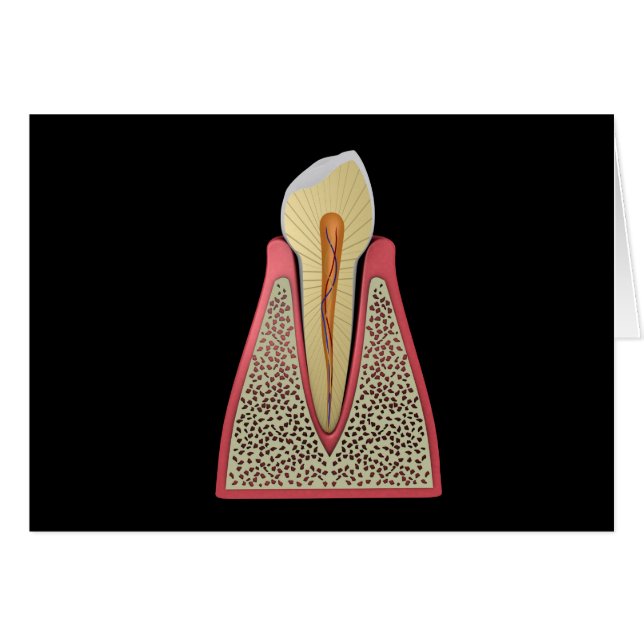 Conceptual Image of Human Tooth 2 (Vorderseite (Horizontal))