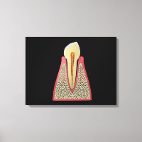Conceptual Image of Human Tooth 2