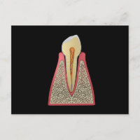 Conceptual Image of Human Tooth 2