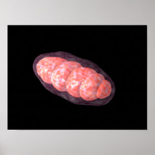 Conceptual Image Of Mitochondria 2 Poster