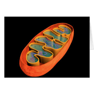 Conceptual Image of Mitochondria 3