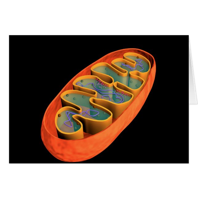 Conceptual Image of Mitochondria 3 (Vorderseite (Horizontal))
