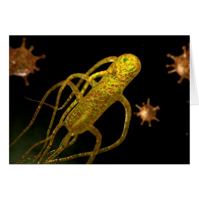 Conceptual Image of Salmonella Typhi 1 (Vorderseite (Horizontal))