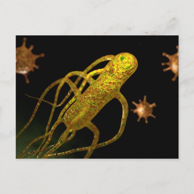 Conceptual Image of Salmonella Typhi 1 Postkarte (Vorderseite)