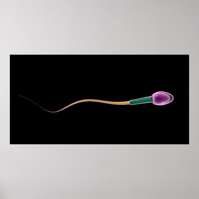 Conceptual Image of Sperm Anatomy Poster (Vorne)
