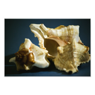 Conch 3335 Foto