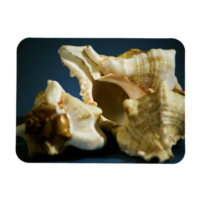 Conch 3335 Vinyl Magnet (Horizontal)