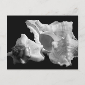 Conch in Schwarz und Weiß Postkarte