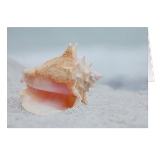 Conch-Muschel (Vorderseite (Horizontal))