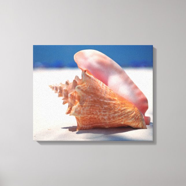 Conch Muschel am Strand 2 Leinwanddruck (Vorderseite)