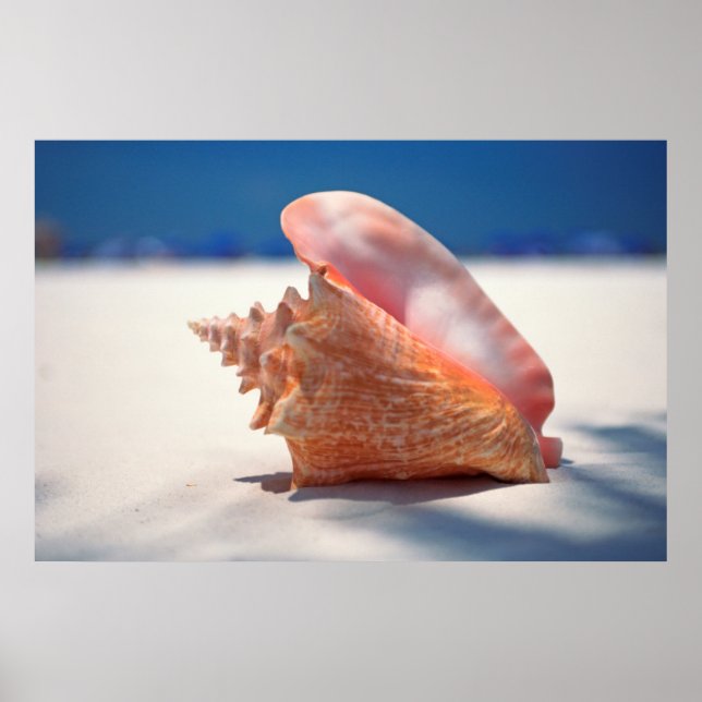 Conch Muschel am Strand 2 Poster (Vorne)