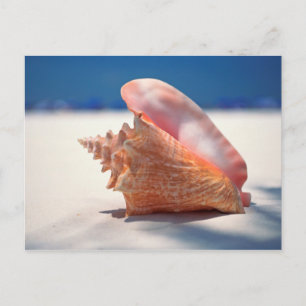 Conch Muschel am Strand 2 Postkarte