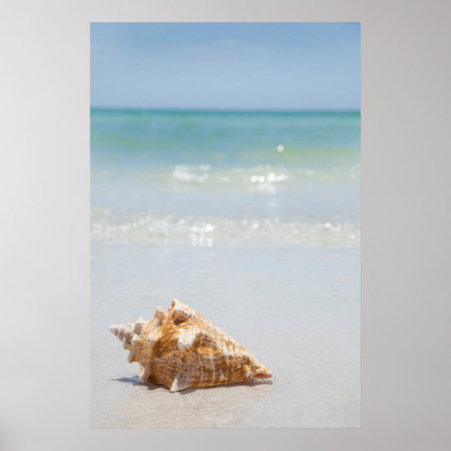 Conch Muschel am Strand | Florida, St. Petersburg Poster (Vorne)