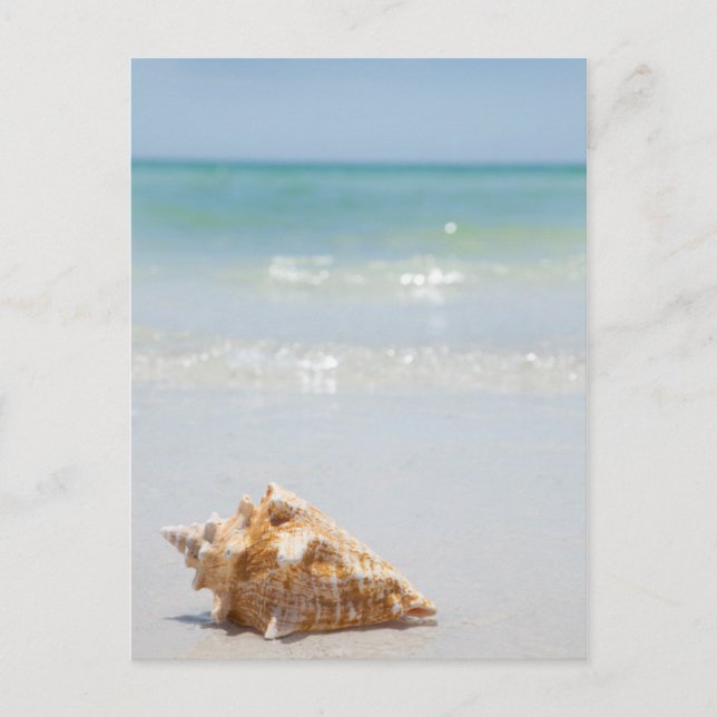 Conch Muschel am Strand | Florida, St. Petersburg Postkarte (Vorderseite)