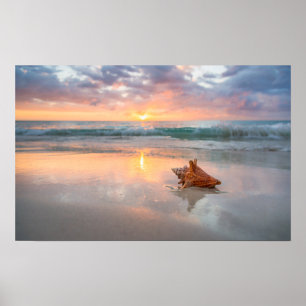 Conch-Muschel am Strand   Jamaika Poster