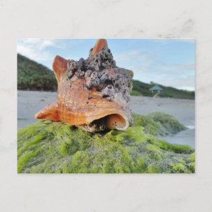 Conch Muschel am Strand Postkarte