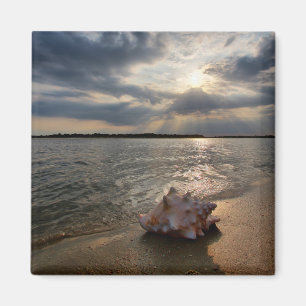 Conch-Muschel am Strand   St. Augustine, Fl Magnet