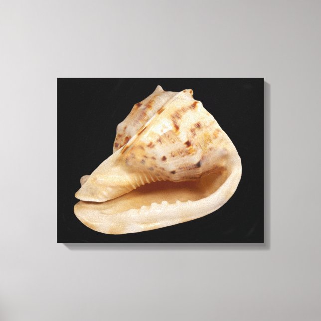 Conch Muschel Canvas Print Leinwanddruck (Vorderseite)